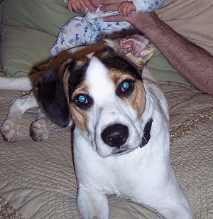 Close Up - A white with black and brown Jack-A-Bee is laying on a person's bed. There is a person holding a baby behind it