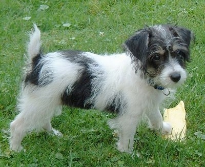 Purebred Jack Russell