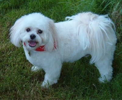 A fluffy white with tan Japillon wearing a red bandana is standing in grass, its mouth is open and tongue is out