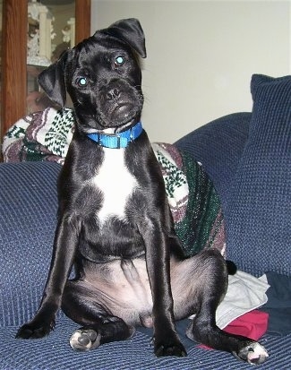 A black with white Jug is sitting on a couch. Its head is tilted to the left. The dog's face looks like a monkey and its mouth looks like it has a frown.