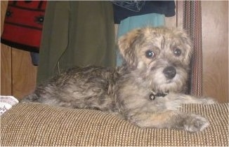 A gray-brown Kashon puppy is laying on the back of a tan couch