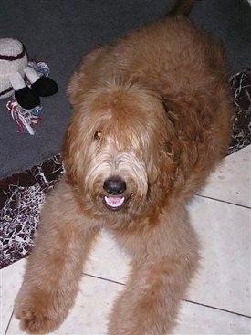 A wavy-coated, long-haired tan with white Labradoodle is laying on a white tiled floor. Its mouth is open