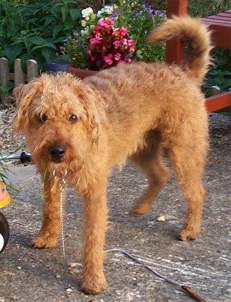 A shaggy looking red Lakeland Terrier is standing on a back porch. Its head is down and its tail is up and it is looking forward. There is a red deck and a flower bed with pink, purple and white flowers in it behind the dog.