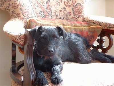 A black Lakeland Terrier is laying in a fancy arm chair looking forward.