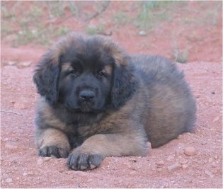 A small fluffy tan and black Leonberger puppy is laying in red dirt and looking forward.