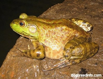 Close up -  The left side of a Bullfrog waiting on a wet rock.
