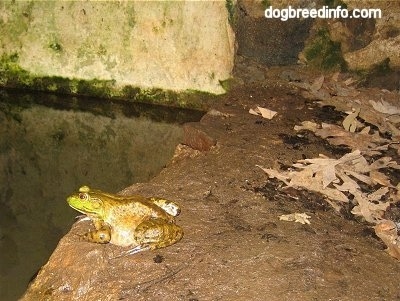 Bullfrog waiting on a wet rock in front of a body of water