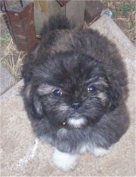 View from the top - A black, brown with white Lhasanese puppy is sitting at the corner of a large concrete block looking up.