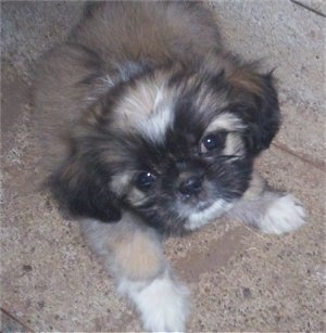 View from the top - A brown with white and black Lhasanese puppy is sitting on a sidewalk and it is looking up.