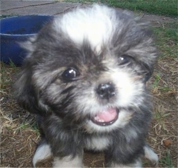 Close up view from the front - A black with white and tan frisky looking Lhasanese puppy is sitting in grass. Its mouth is open and tongue is out. There is a blue water bowl in the grass behind it.