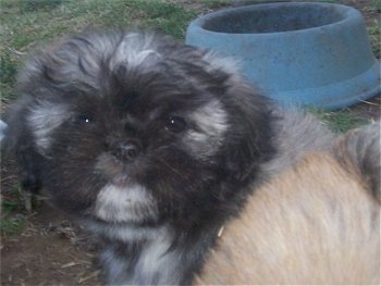 Close up upper body shot - A black and grey with white Lhasanese puppy is sitting in grass and there is a blue bowl behind it. One of its tan littermates are in front of it.