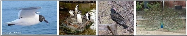 Left - seagull flying over water, middle left - Four Penguins on a stone in the middle of water, middle right - Vulture waiting on a wood beam, Right - Peacock with wings spread