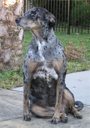 Cookie the Louisiana Catahoula Leopard Dog is sitting on a sidewalk with a tree behind it and looking to the left