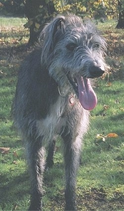 Greyhound bearded collie lurcher