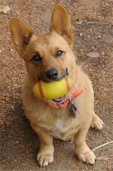 View from the top looking down at the dog - A short-legged, perk-eared, tan with white Pembroke Welsh Corgi Mix is sitting on dirt and it is looking up. It has a tiny yellow with red football toy in its mouth.