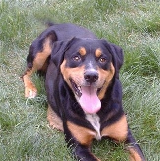 Small Rottweiler Mix