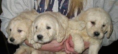 Three Cream colored Miniature Labradoodle puppies are being held in a row in the arms of a person in a college sweater.