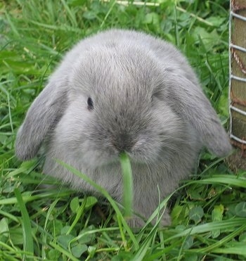 a lop rabbit