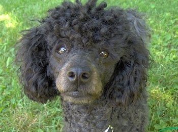 Close up head shot - A black Miniature Poodle is standing in grass and looking forward.