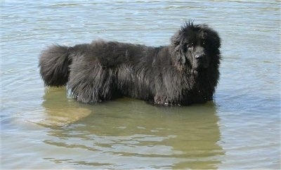 Side view - A huge, black Newfoundland dog is standing in a body of water that is waste high.