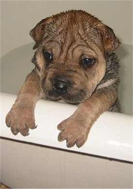 Front side view head and upper body shot - A wrinkly, wet tan with black Ori Pei puppy is jumped up with its paws over the edge of a tub full of water. 