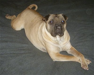Front side view - An overweight, wrinkly headed, extra skinned, tan with black Ori Pei is laying stretched out on top of a bed and it is looking up.