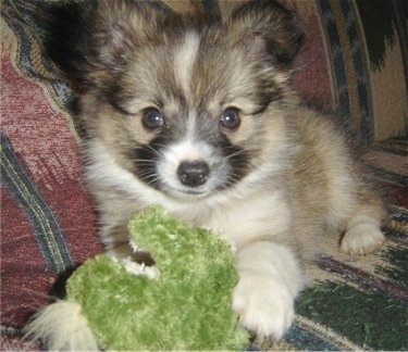 Close up view from the front - A small, fluffy, tan with black and white Papillion/American Eskimo mix puppy is laying on a colorful couch and looking forward. There is a green plush doll in front of it.