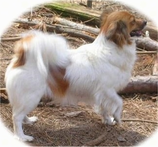 Right Profile - A white with red Papillon is standing in brush and behind it is a couple of fallen logs. It is looking to the right and its mouth is open and tongue is out. Its front right paw is in the air.