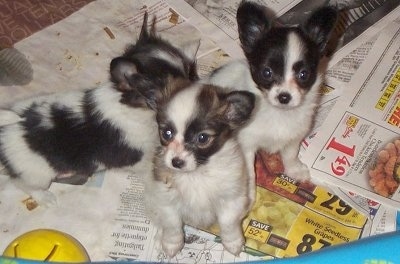 A Litter of Papillon puppies standing on newspapers. Two of them are looking to the left and one of them is walking across the newspaper. They are inside of a blue plastic pool and there is a yellow plastic toy ball in front of them inside the pen.