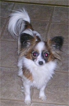 Front view - A white with tan and black toy Papillon is standing on a tan tiled floor looking forward with its head up.