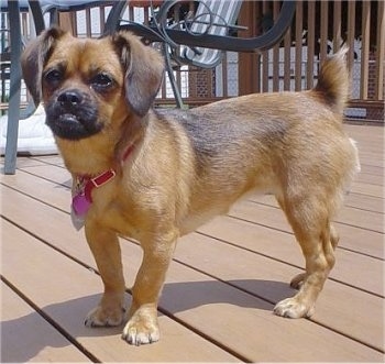 Front side view - A tan with black Peagle dog is standing on a wooden deck looking up.