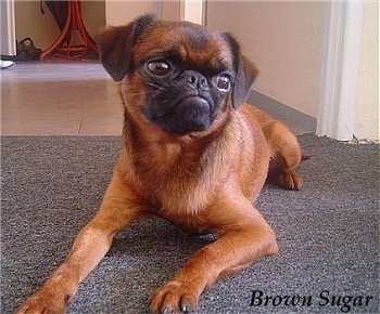 A short haired brown with black Belgian Griffon is laying on a carpet and looking to the right with what looks to be a frown on its face.