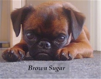 A short-haired brown with black Belgian Griffon is laying down with a what looks to be a frown on its face. The words - Brown Sugar - is overlayed at the bottom of the image