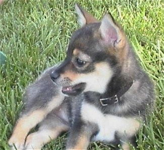 Close up front side view - A black with tan Pom-Shi puppy is looking to the left and its mouth is slightly open. It has perk ears.