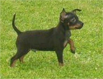 Side view - A small black with tan Prazsky Krysarik puppy is standing in grass and it is pointing to the right.