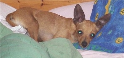 A large-eared, tan Prazsky Krysarik is laying across a person's bed and it is looking forward.