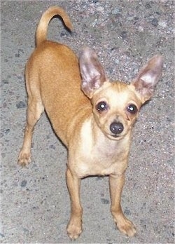 Front side view - A large-eared, shorthaired, tan with white Prazsky Krysarik dog is standing on a concrete surface and it is looking up.