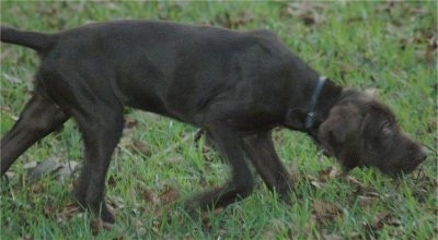 A chocolate Pudelpointer puppy is walking across a field in a pointing pose moving towards the right.