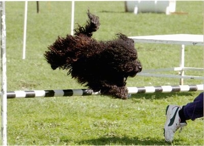 Action shot - A black Puli is jumping over an agility bar obstacle and running in front of it is a person in white sneakers.