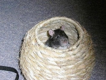 A black and white fancy rat is standing in a wicker ball basket.