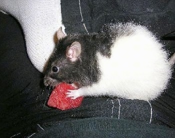 Close up side view - A black and white Fancy Rat is eating a strawberry in a persons lap.