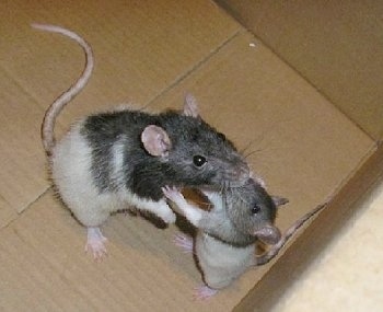 Two Fancy Rats are hugging each other in a cardboard box.