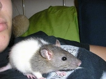 Close up - A grey and white fancy rat is laying across a persons chest. It is looking to the right.
