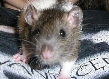 Close up front view - A grey and white fancy rat is laying on a persons chest.
