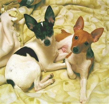 Two dogs laying on top of a yellow blanket on a humans bed looking up at the camera. A white with black Rat Terrier is laying next to a white with red Rat Terrier. Both dogs have large perk ears and docked short tails.