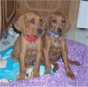 Two Redbone Coonhound puppies, one with a blue collar and the other has a red collar are sitting on two blankets, a blue blanket with a monkey on it and a purple blanket with flowers on it.