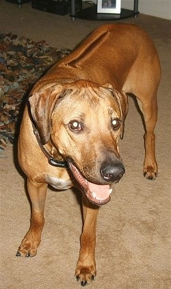 A red Rhodesian Ridgeback is standing on a carpet and it is looking forward. Its head is turned to the right and it looks like it is smiling. It has a dark line down its back.