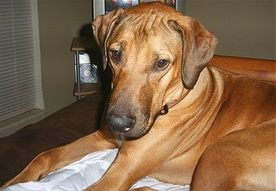 Close up head and upper body shot - A red Rhodesian Ridgeback is laying on a bed and it is looking down and forward. It has wrinkles on its head.