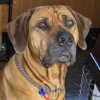 Close up head shot - A tan Rhodesian Ridgeback is sitting in a room and it is looking up and forward. It is wearing a choke chain collar.