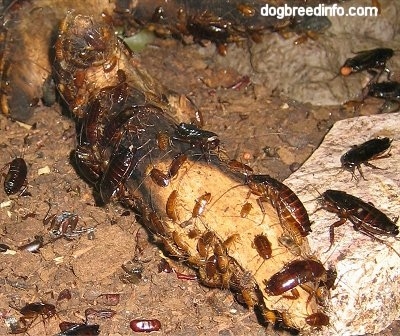 Oriental Roaches all over a log and a rock
